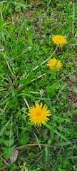Taraxacum officinale