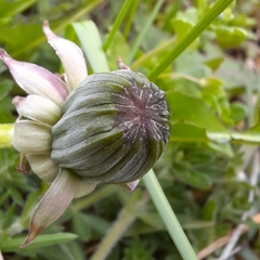 Taraxacum officinale