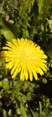 Taraxacum officinale