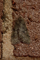 Paleacrita merriccata