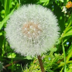 Taraxacum officinale