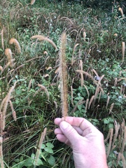 Setaria sphacelata