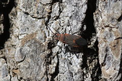 Leptocoris mitellatus
