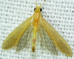 Setodes argentipunctellus