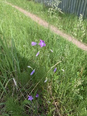Campanula patula