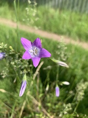 Campanula patula