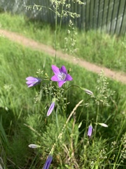 Campanula patula