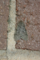 Paleacrita merriccata