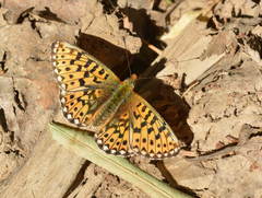 Boloria euphrosyne