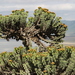 Euphorbia bussei - Photo (c) Andrew Dreelin, μερικά δικαιώματα διατηρούνται (CC BY-NC)