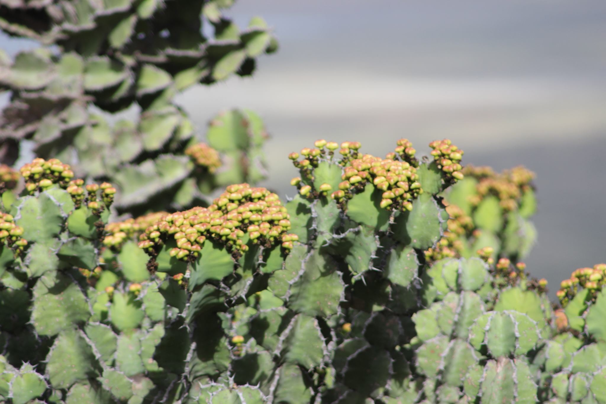 Euphorbia bussei 2