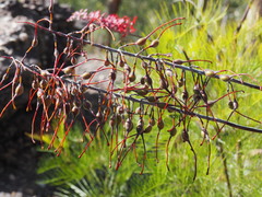 Grevillea dryandri