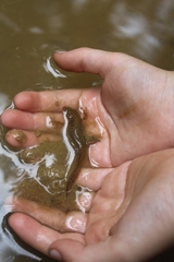 Lissotriton vulgaris