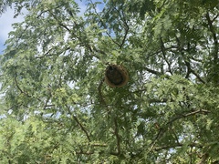 Polybia occidentalis bohemani