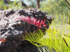 Grevillea dryandri