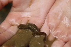 Lissotriton vulgaris