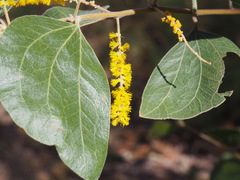Acacia humifusa
