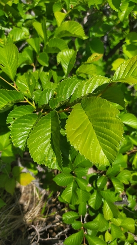 Image of Large-Fruit Elm (Ulmus macrocarpa) by (c) Ochirnima Nimaev, some rights reserved (CC BY)