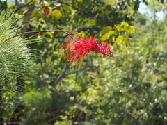 Grevillea dryandri