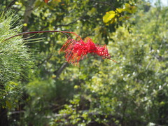 Grevillea dryandri