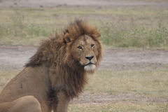 Panthera leo