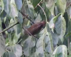 Acrocephalus scirpaceus