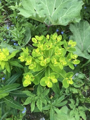 Euphorbia austriaca