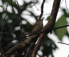 Acrocephalus scirpaceus