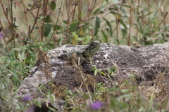 Acanthocercus atricollis
