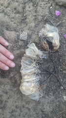 Malpolon monspessulanus