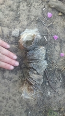 Malpolon monspessulanus