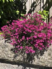 Erica cinerea