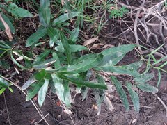 Acrostichum speciosum