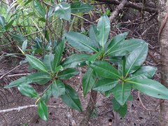 Rhizophora samoensis