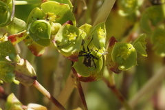 Capsodes sulcatus