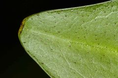 Rhizophora samoensis