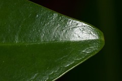 Rhizophora samoensis