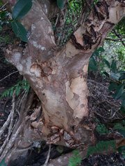 Xylocarpus granatum