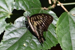 Graphium doson postianus