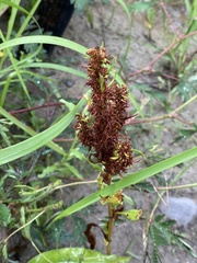 Rumex trisetifer