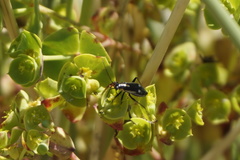 Capsodes sulcatus