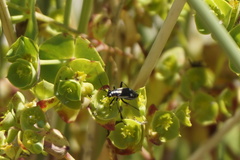 Capsodes sulcatus