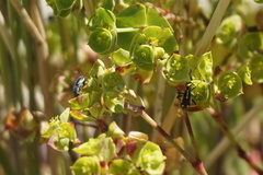 Capsodes sulcatus