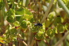 Capsodes sulcatus
