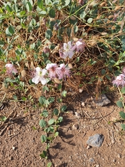 Capparis sicula