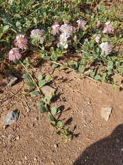 Capparis sicula