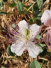 Capparis sicula