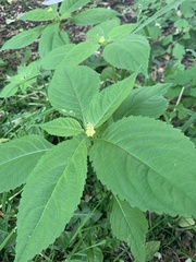 Impatiens parviflora