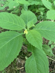 Impatiens parviflora