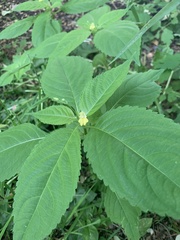 Impatiens parviflora